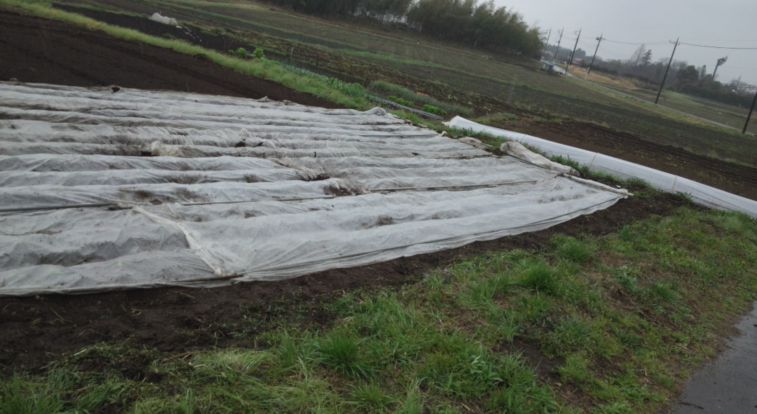 今日は冷たい雨です。レタス畑を・・・ 2012-04-14