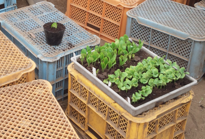 かぼちゃとズッキーニの鉢上げ 2012-04-16