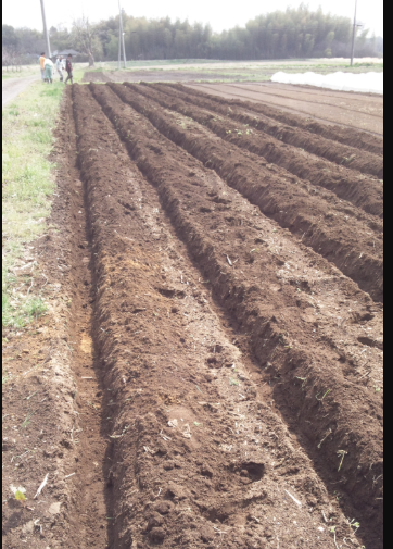 ネギの溝を切る（作る）　2012-04-16