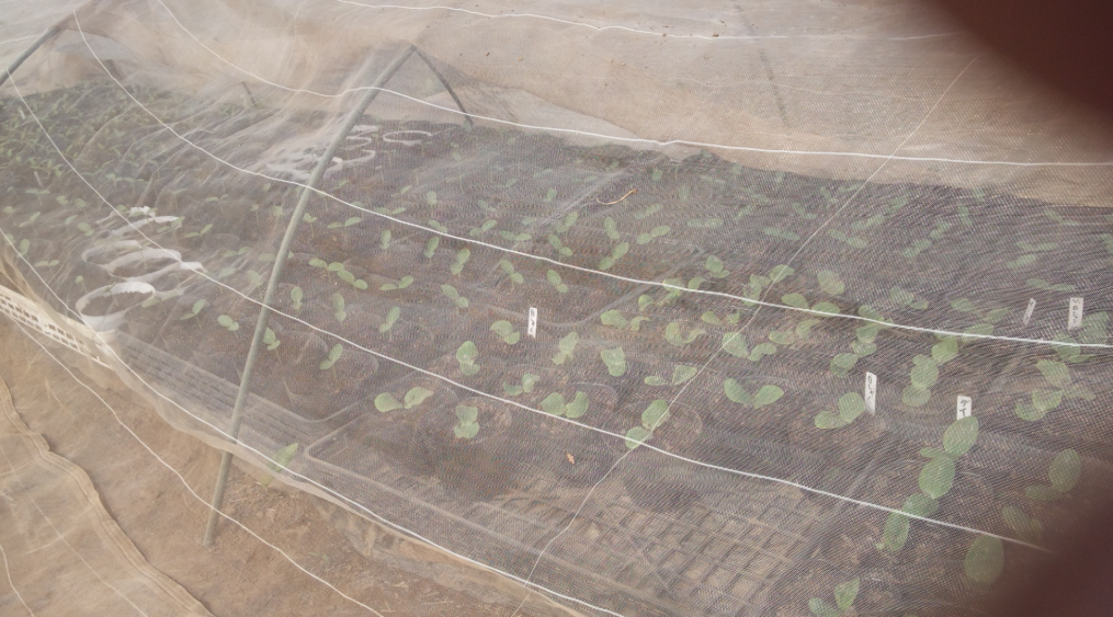 昨日鉢上げをしたカボチャですが 2012-04-17