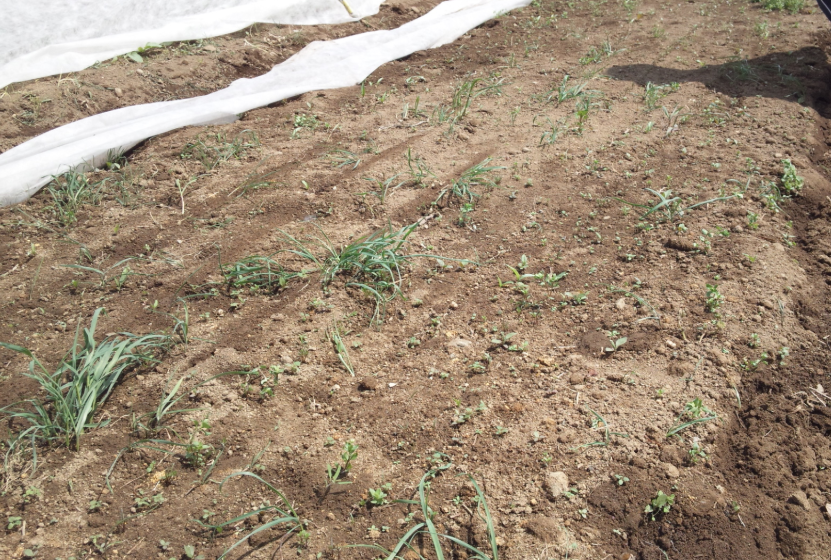 にんじんの間引き（１回目） 2012-04-19