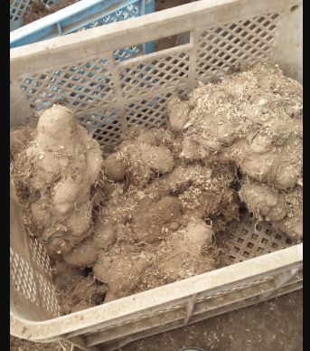 里芋の植えつけの準備 2012-04-19