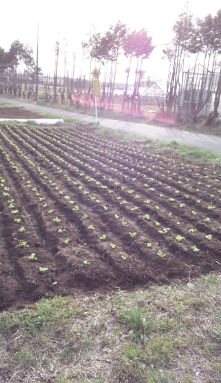 レタスのべたがけ不織布を 2012-04-19