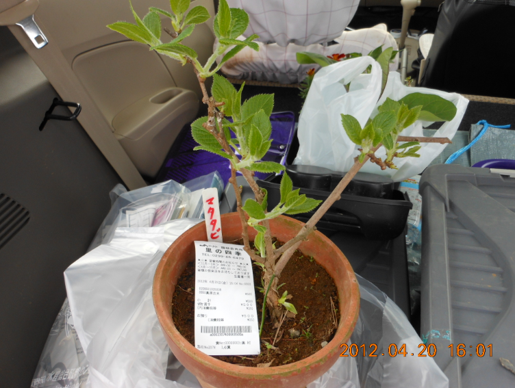 JAやさと園部直売所 2012-04-20