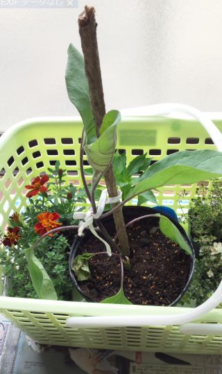 あのみのり(ナス) 2012-04-21