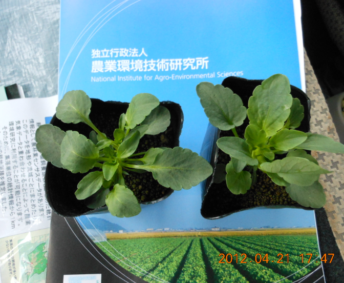 農業環境技術研究所 2012-04-21