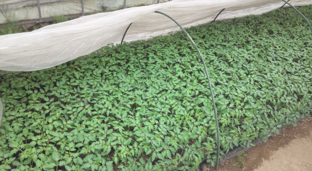 トマトの苗ズラシと支柱立て 2012-04-23