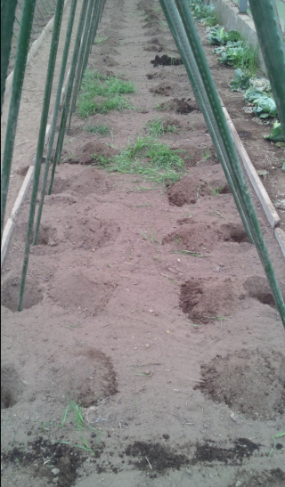 トマト用の支柱の固定 2012-04-27