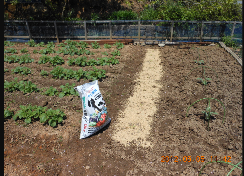 ボカシ肥料で追肥 2012-05-05