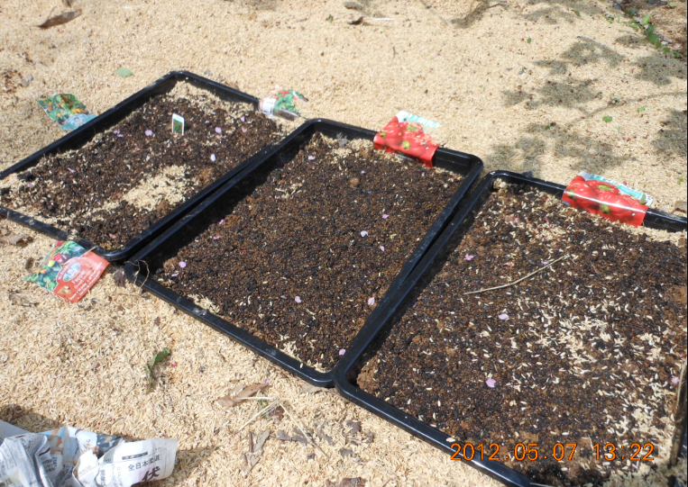 ミニ・ピーマンが発芽 2012-05-07