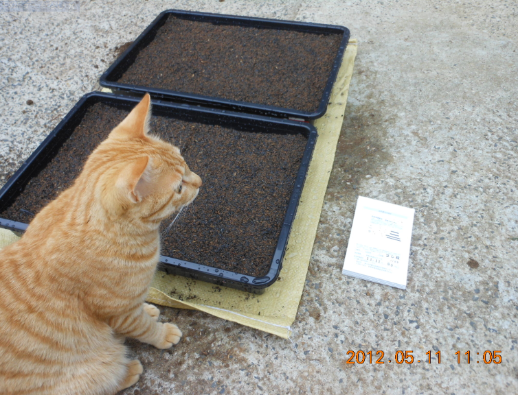 自生えピーマンの種まき 2012-05-11