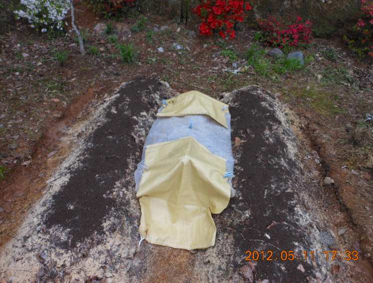 自生えピーマンの保温 2012-05-11