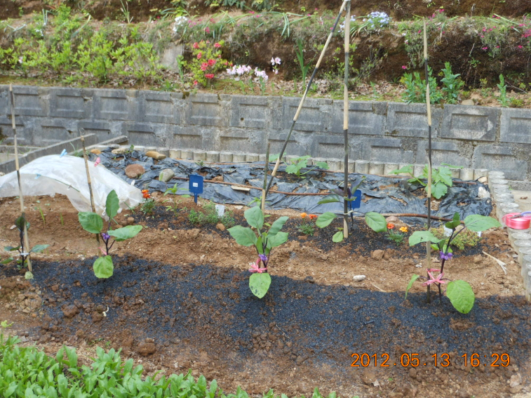 千両２号の苗を 2012-05-14