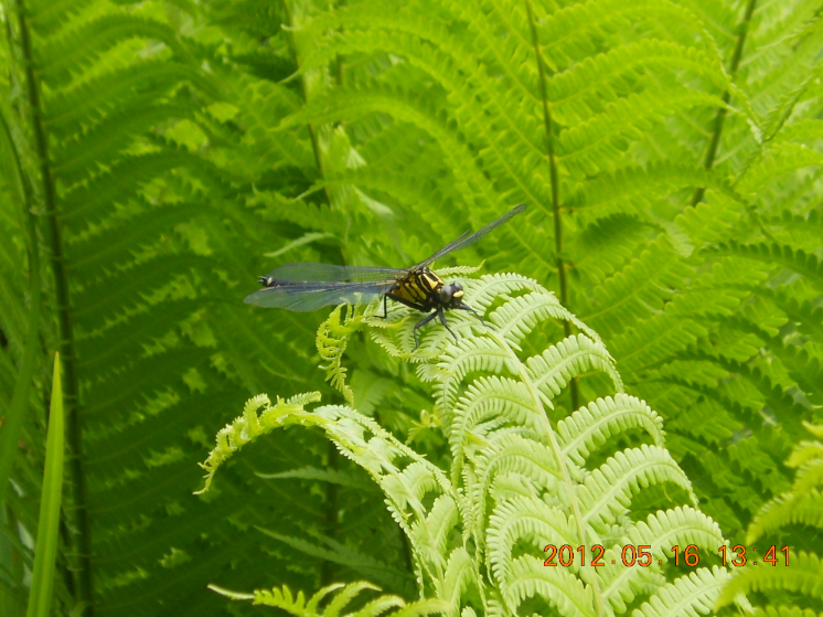 農業委員会に行ってきて 2012-05-16