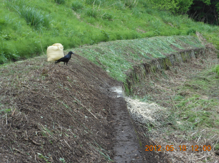 カラスの偵察 2012-05-18
