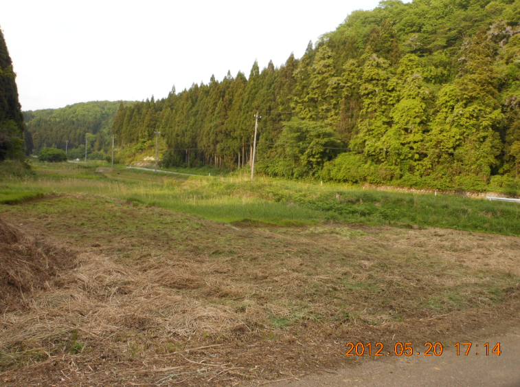 草との競争 2012-05-20