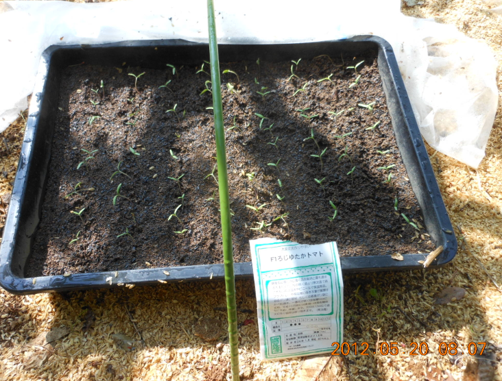 さすがF1トマトだと感じた 2012-05-20