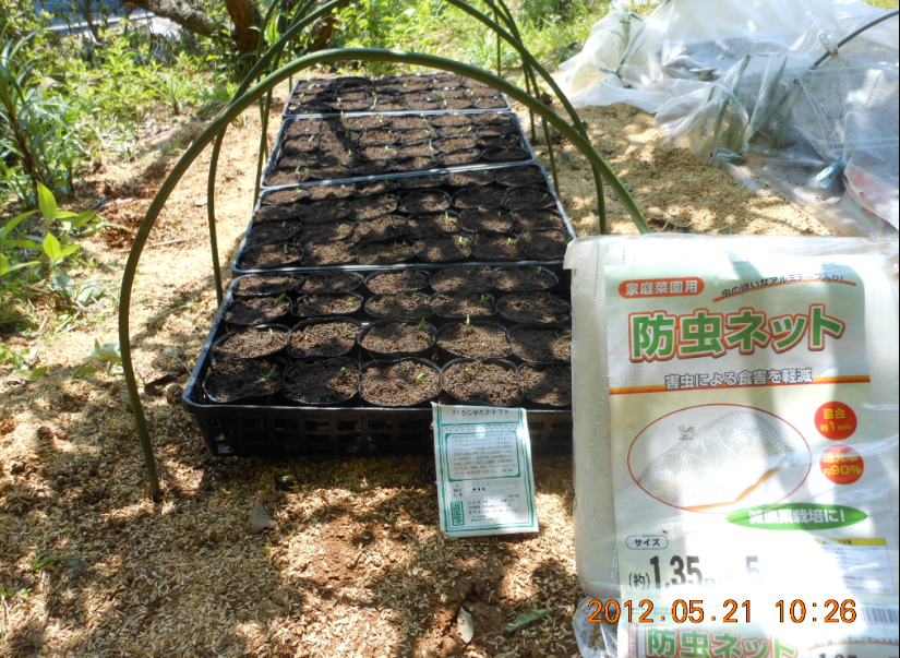 ろじゆたかトマトの鉢上げ 2012-05-21