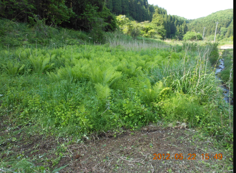 水田ビオトープという考え方 2012-05-23