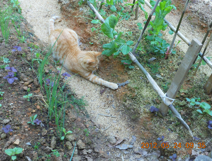 ミニ・ピーマンの鉢上げ 2012-05-24