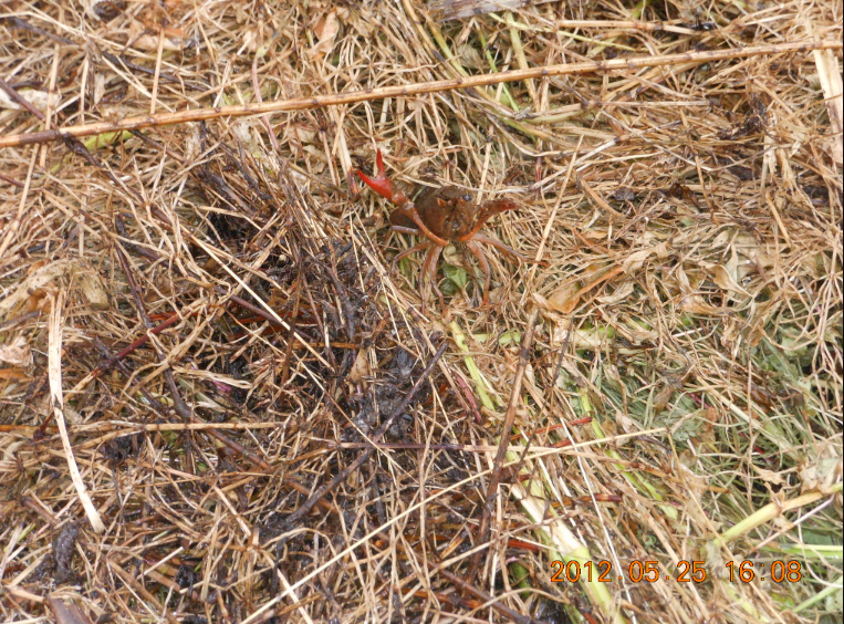 草集め 2012-05-25