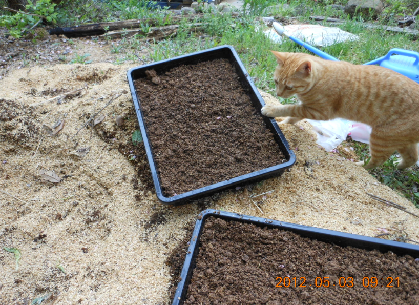 ミニ・ピーマンの種まき 2012-05-03