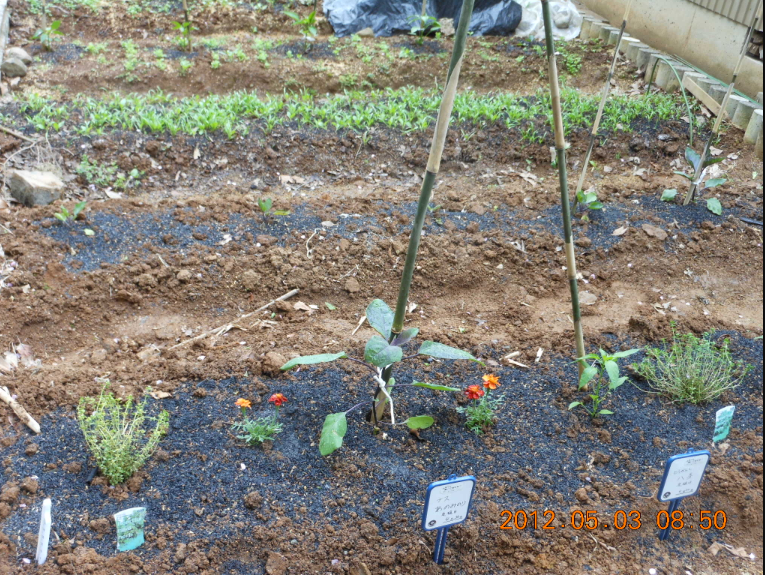 ナス（あのみのり）に病気の症状が 2012-05-03