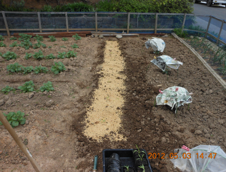 残りのエンツァイの定植 2012-05-03