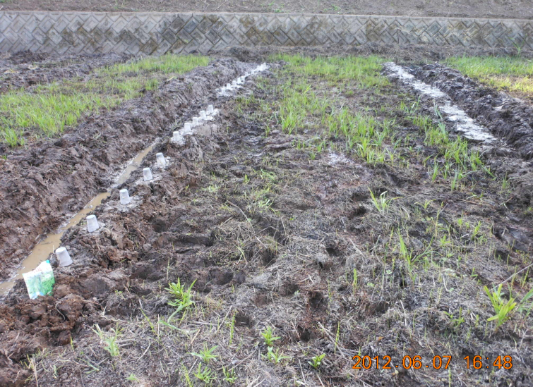 枝豆（サッポロミドリ）の播種 2012-06-07