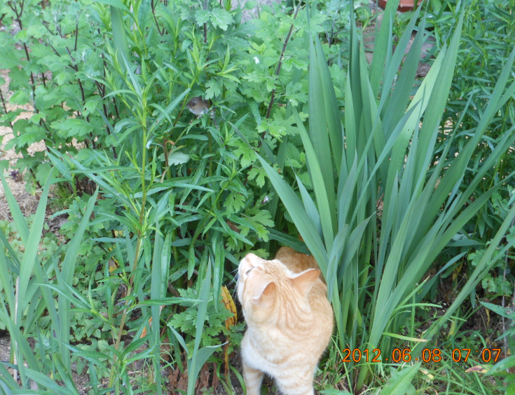 弱肉強食 2012-06-08