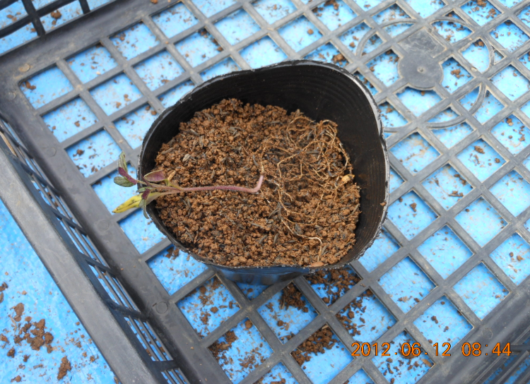 ろじゆたかトマトの２回目の鉢上げ 2012-06-12