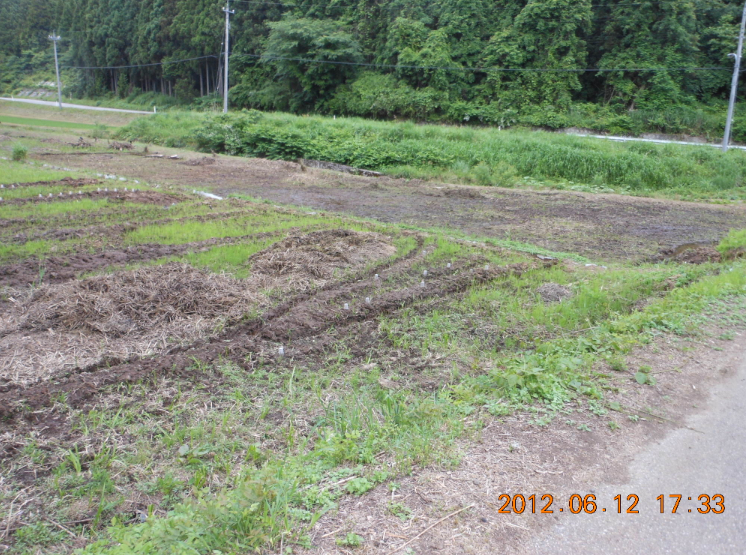 草集め 2012-06-12