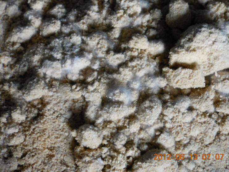 米ぬかに水とはんぺんだけのぼかし肥料の白カビ 2012-06-13