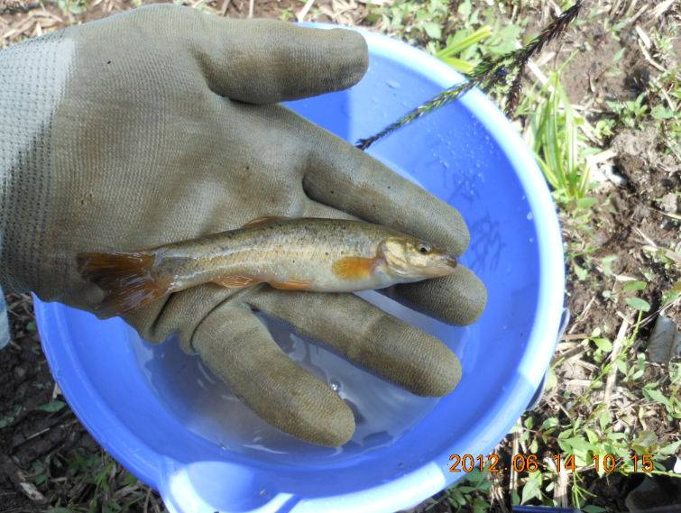 鮎がいた 2012-06-14