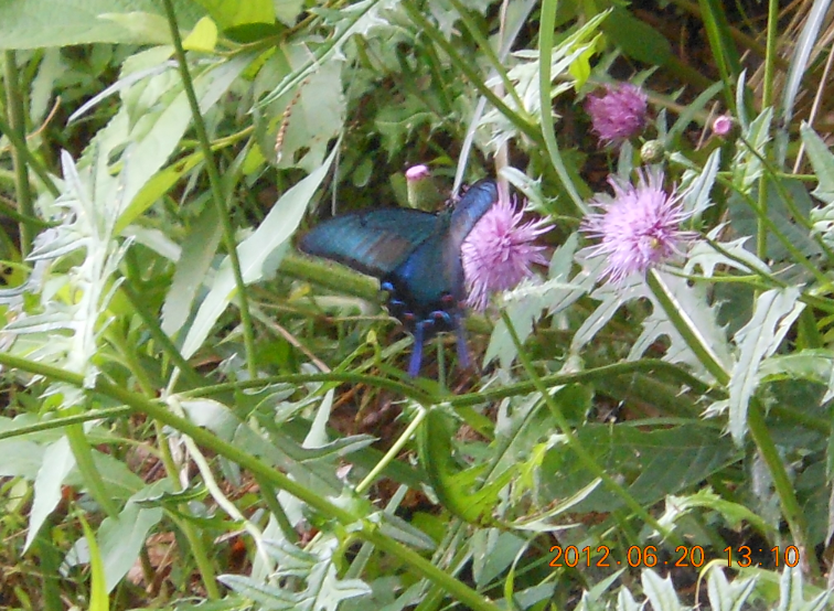 台風４号が通り過ぎて 2012-06-20