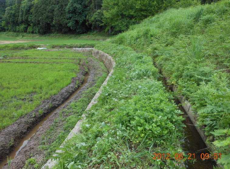わらびとよもぎ 2012-06-21