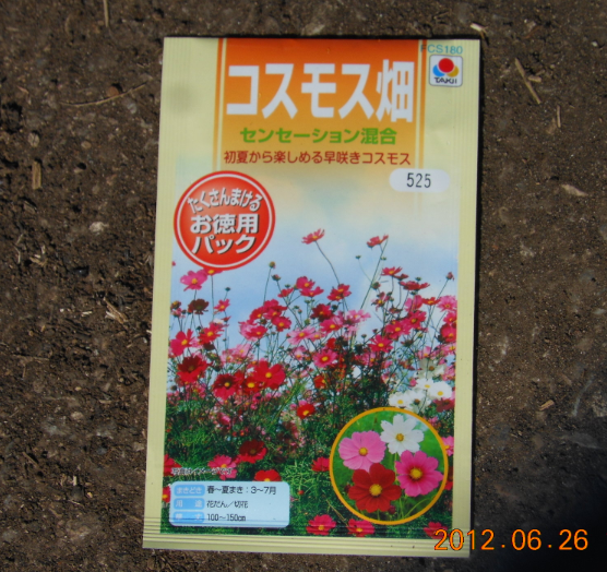 コスモス種まき 2012-06-26