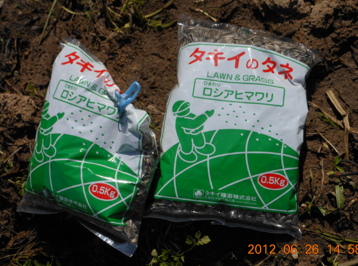 食用ひまわり播種 2012-06-26