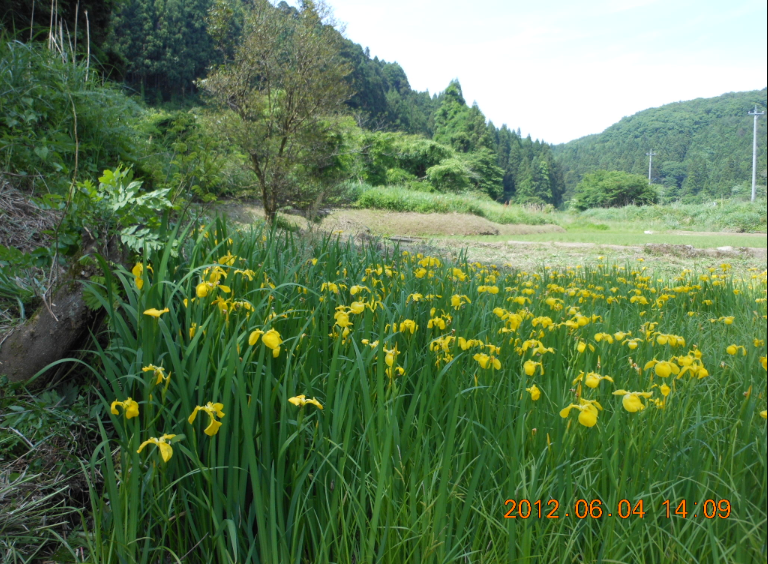 黄菖蒲は「要注意外来生物」 2012-06-04