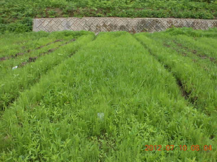 エンツァイの定植その1 2012-07-11