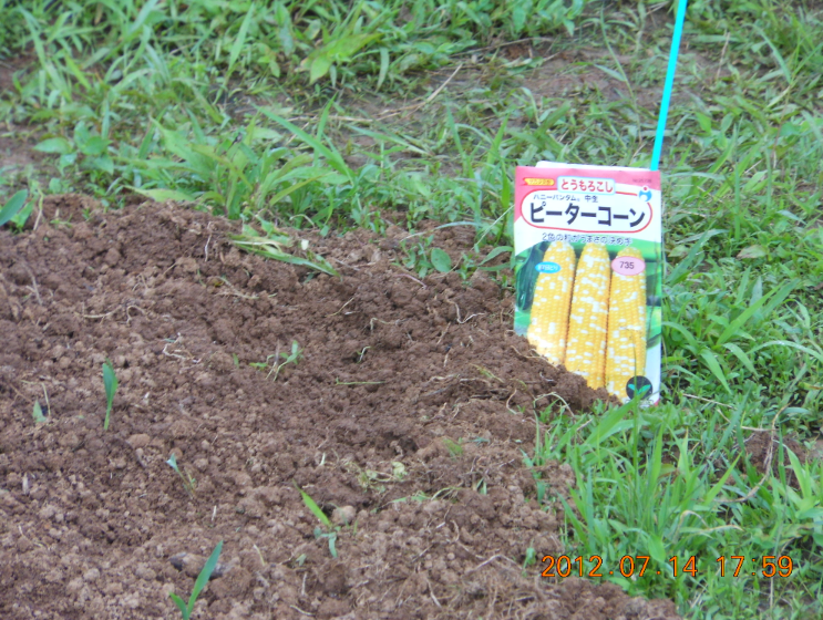 とうもろこしの移植 2012-07-14