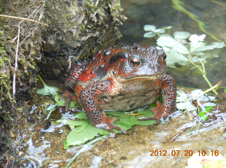 ひまわりに雑草マルチ 2012-07-20
