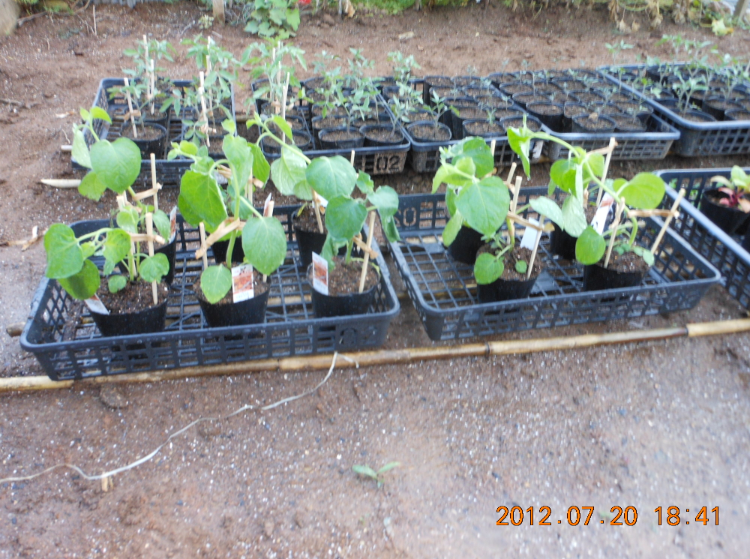 食用ほおずきの苗が届いた 2012-07-20