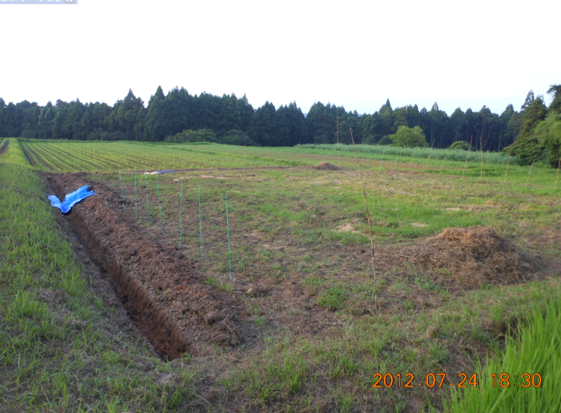 「牛ふんボカシ肥料」改め「牛ふん堆肥」 2012-07-24