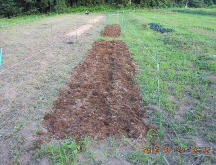 カザフ辛味大根と大根十耕（２耕目） 2012-07-25