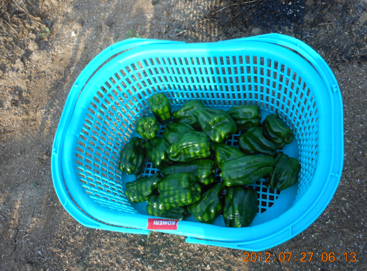 ピーマン（あきの）の収穫 2012-07-27