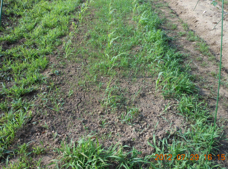 とうもろこしの中耕と土寄せ 2012-07-29