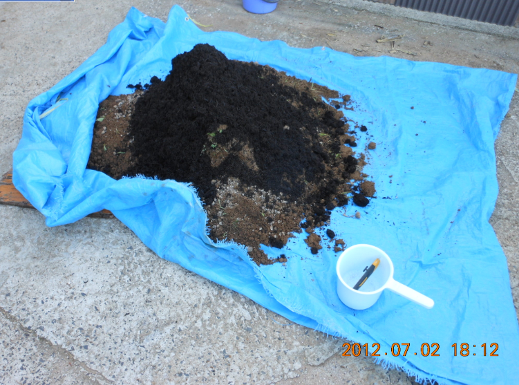 トマトとピーマンの鉢上げ（その１） 2012-07-03