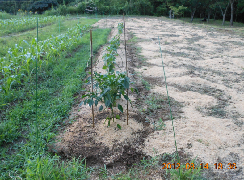 獣害対策で八房とうがらしを 2012-08-14