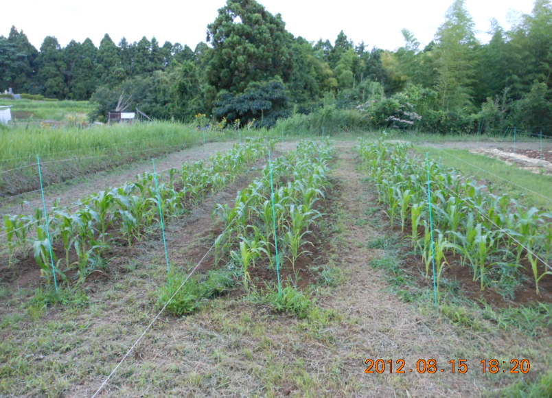 米ぬか撒いて草刈り 2012-08-15